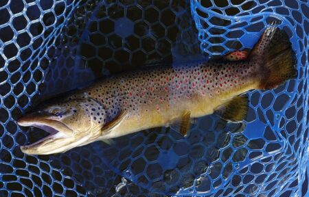 前半苦戦後半まあまあ ～岡崎トラウトポンド～